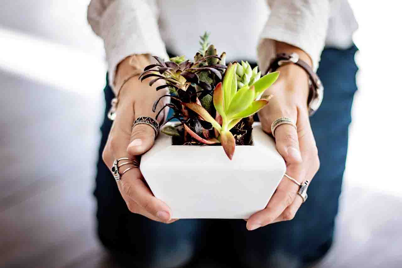 Succulents you can propagate easily at home.
