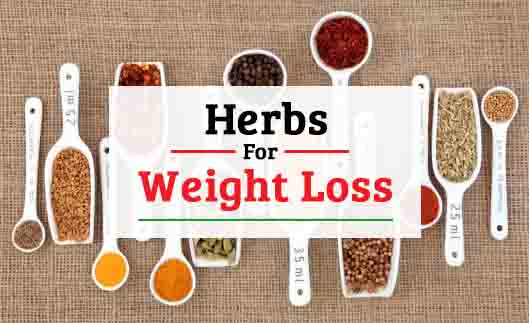 Herbs for weight loss