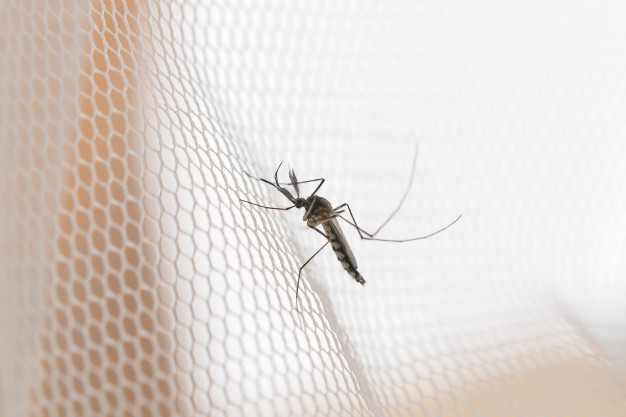 DIY Methods to Keep Mosquitos Away from Home