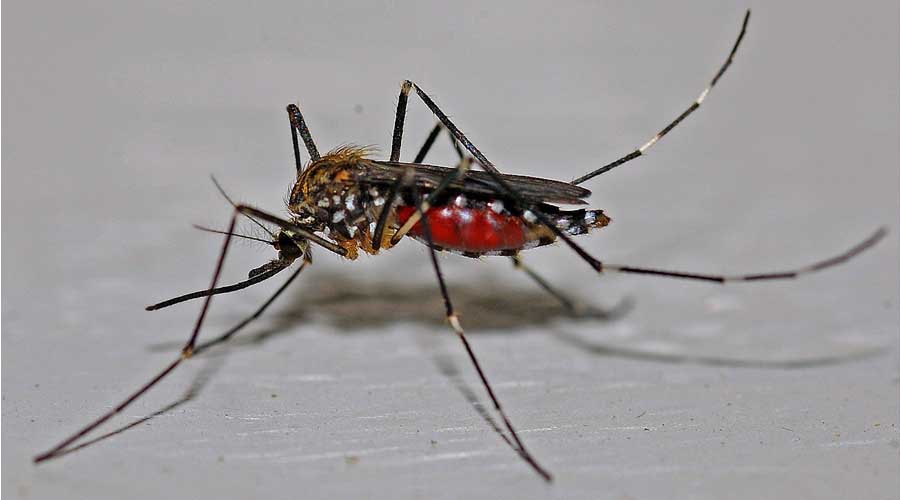 Problems _ Preventions of Mosquitoes
