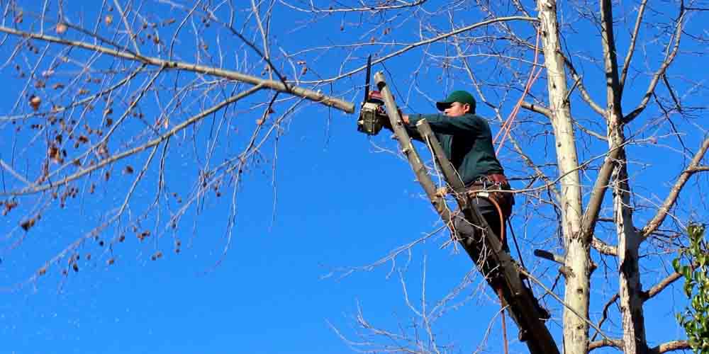 What You Need to Know About Tree Surgeons