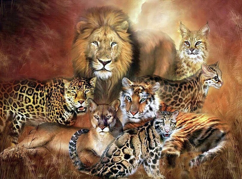 big cats