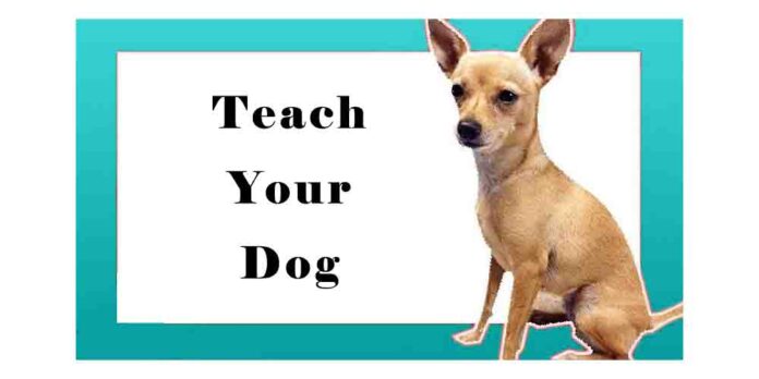 Teach Your Dog