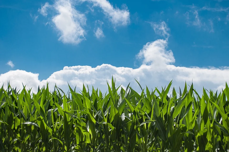 What Is the Expected Increase in Corn and Soybean Production in 2022 