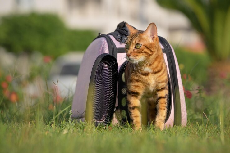 Halinfer Expandable Cat Backpack Carrier Review