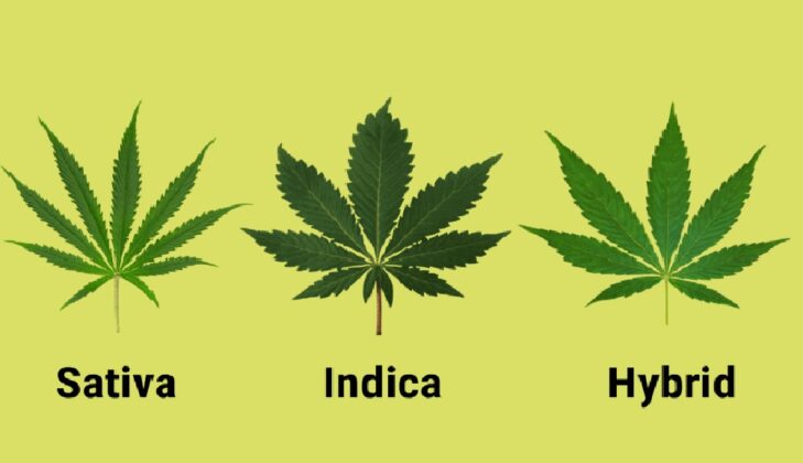 Understanding Indica Vs. Sativa Vs. Hybrid Cannabis Strains - Ebizz UK Blog