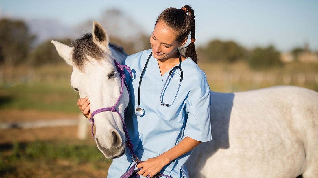 Three Essential Tips to Take Care of Horses