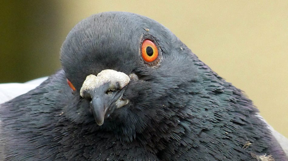 What Does it Mean When a Pigeon Visits You