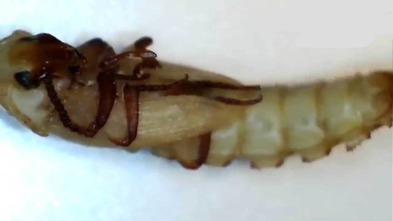 How Do Mealworms Turn Into Beetles?