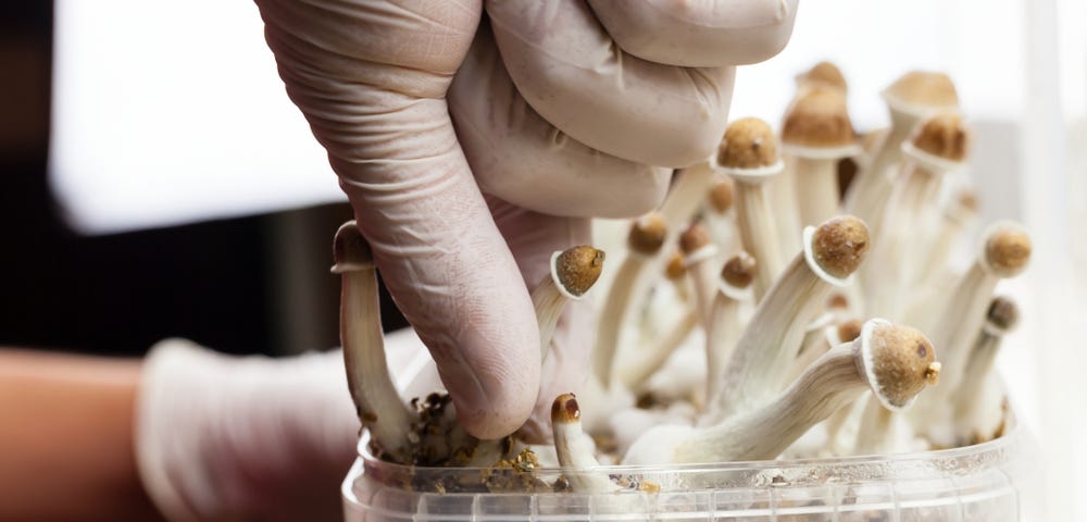Fortifying The Guardians Within: A Dive into Medicinal Mushrooms and More