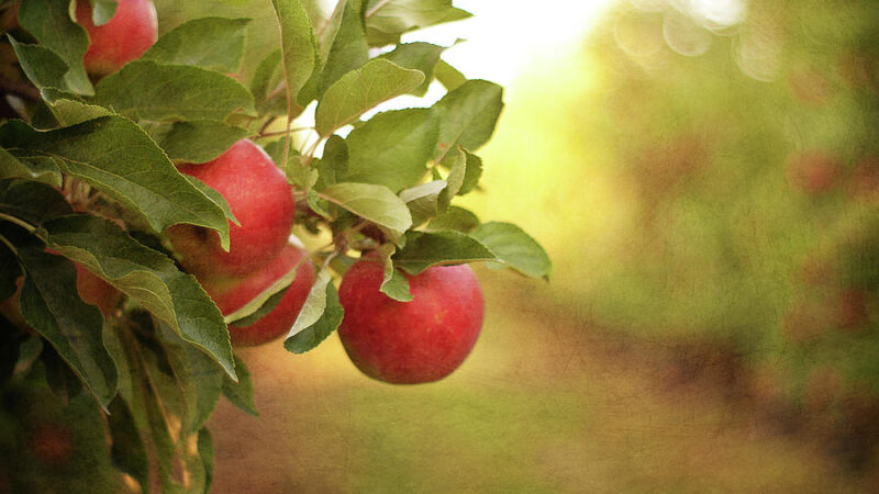 The Perfect Stepover: Finding Your Ideal Apple Tree Match