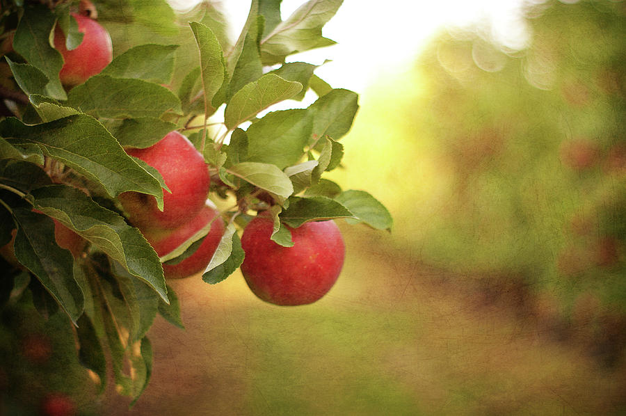 The Perfect Stepover: Finding Your Ideal Apple Tree Match