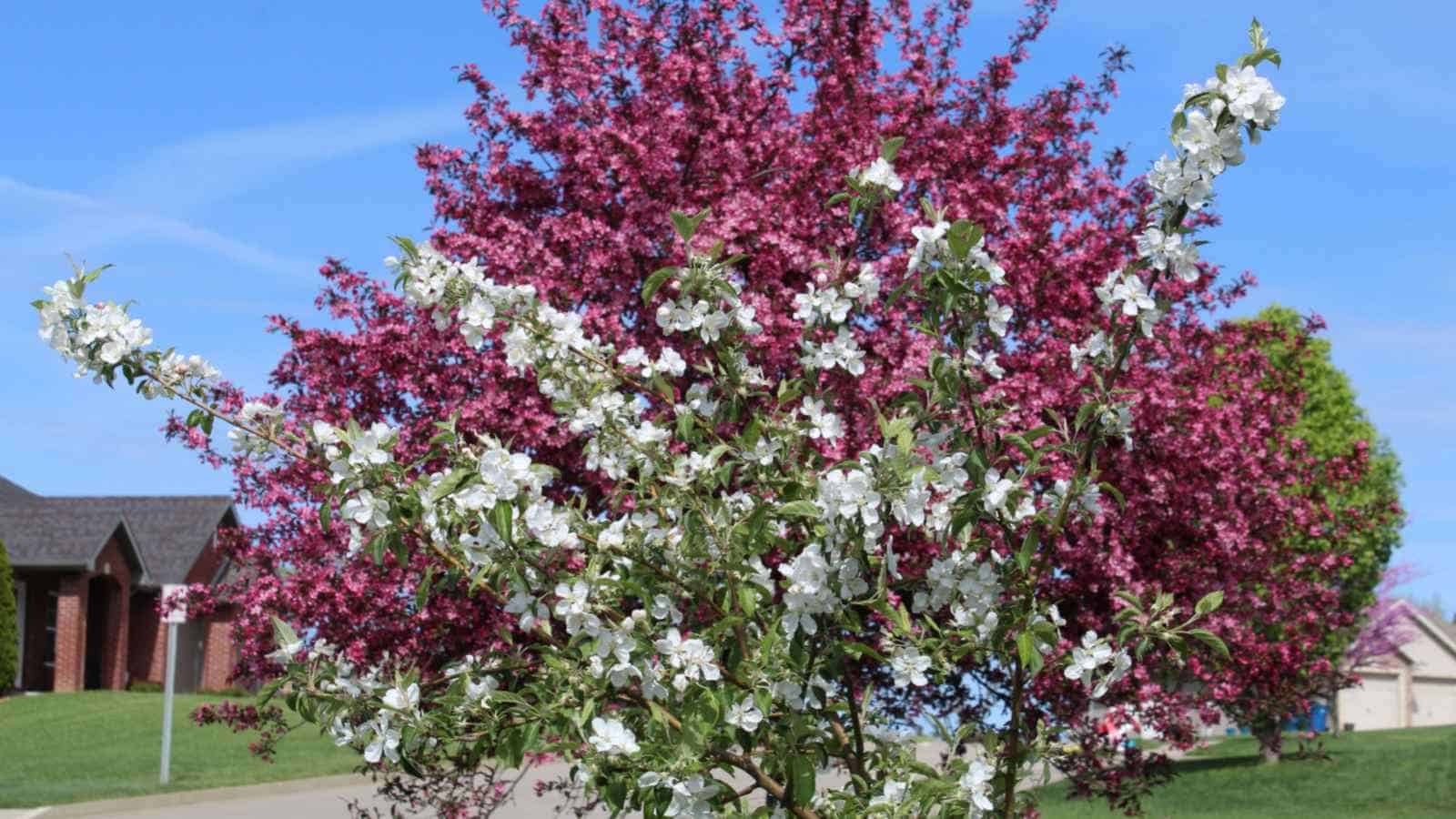 Understanding the Growth and Care of Crab Apple Trees