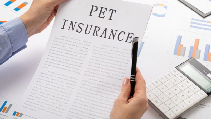 Unlocking the Secrets: How Does Pet Insurance Work?