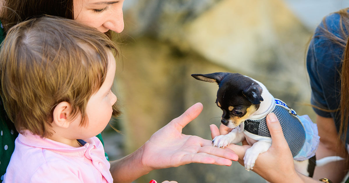 Integrating Pets and Kid Stuff into Your Family Life
