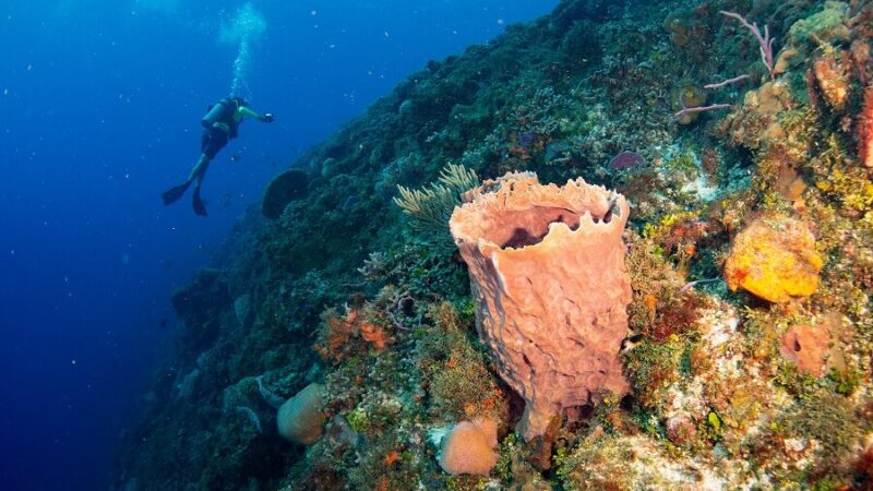 Amazing Facts and Secrets of Sea Sponges