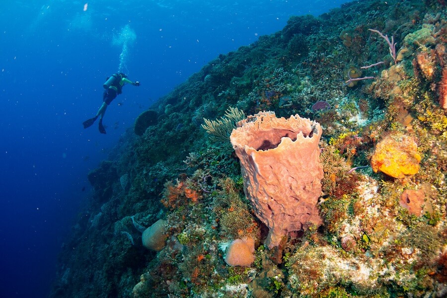 Amazing Facts and Secrets of Sea Sponges